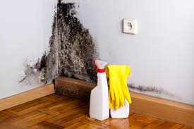 Best Biohazard Mold Removal  in Elida, OH